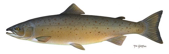 Altantic Salmon