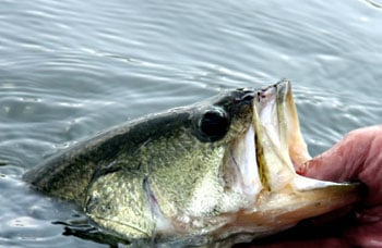 Constructing Leaders for Largemouth Bass