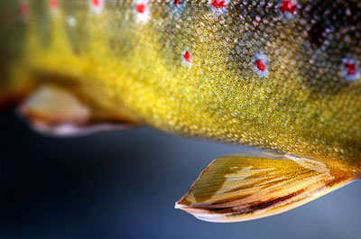 Fly Fishing Photography