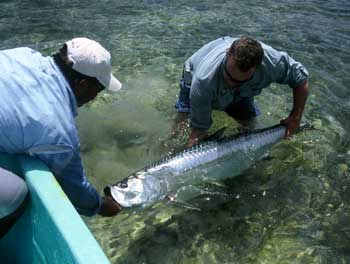 Belize Tarpon Fishing