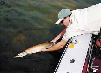 Fly fishing for Muskie