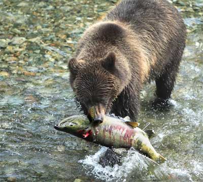 Bears and Fishing