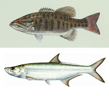 Smallmouth Bass and Tarpon