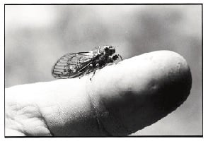 Green River cicada