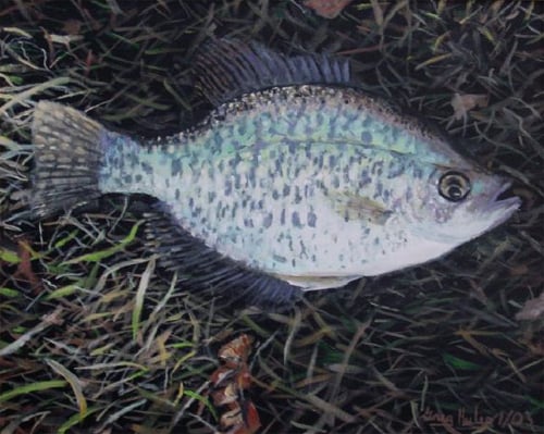 Fly Fishing OK Crappie