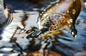 Fly fishing BrownTrout