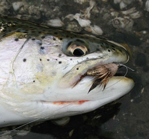 Fly Fishing for Cutthroats