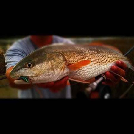 Carolina Red Fish or Red Drum