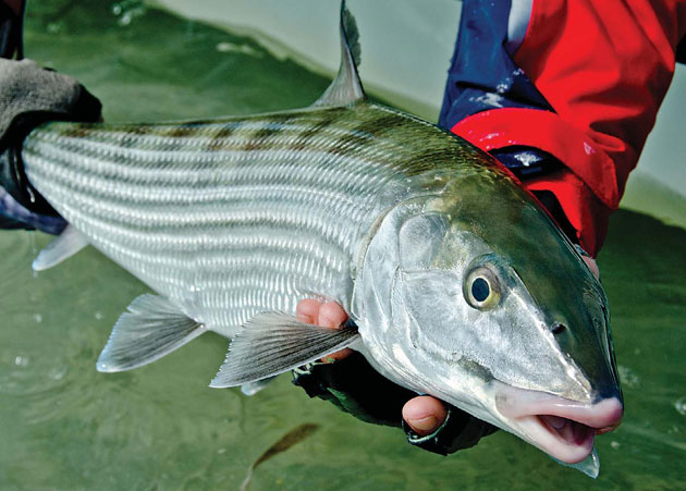 Bonefish In The Florida Keys: What You Need To Know