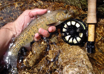 Backcountry Cutthroat Trout
