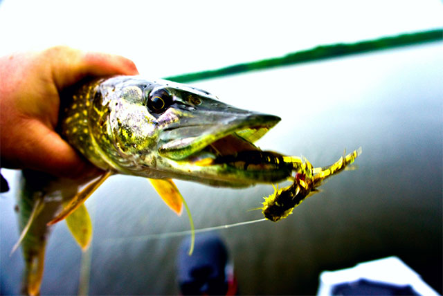 fly fishing for pike