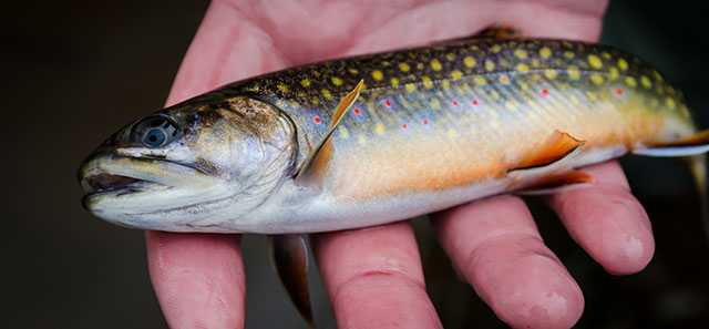 Fly Fishing for Brook Trout