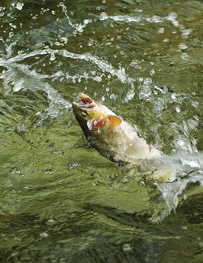 Spring Trout Fishing Tactics