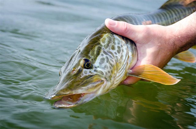 Fly Fishing for Musky