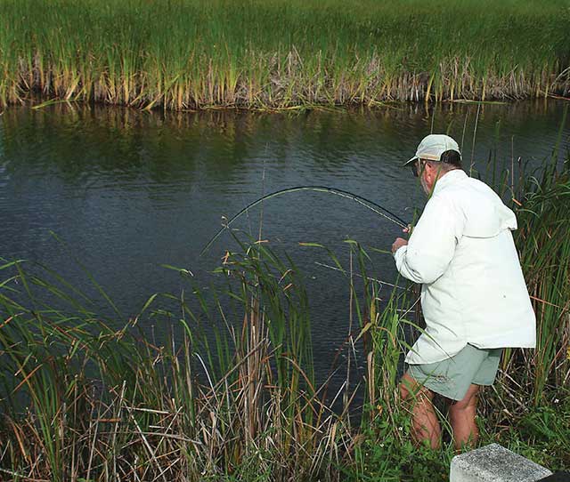 Fly Fishing for Snook Tamiami Trail