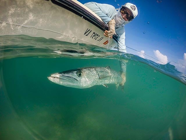 Fly Fishing for Barracuda