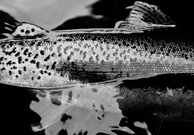 Fly Fishing Brown Trout