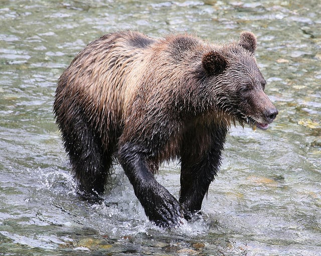 Fly Fishing with Bears