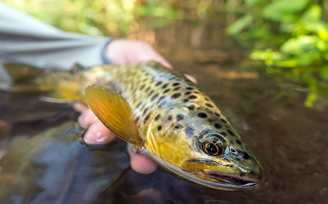 Fall Trout Fishing: Experts Speak