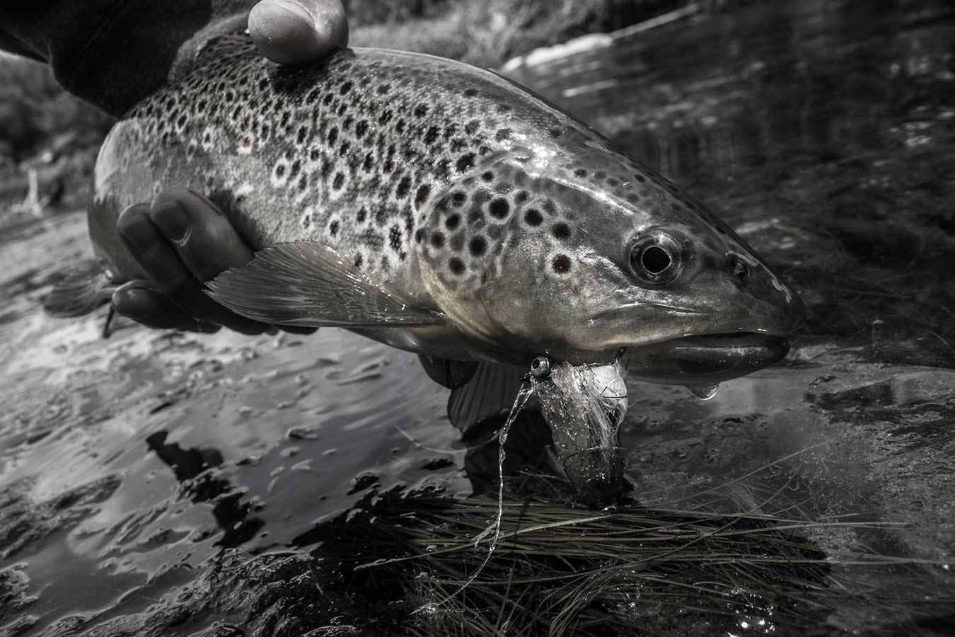Reading Trout Streams Fly Fishing