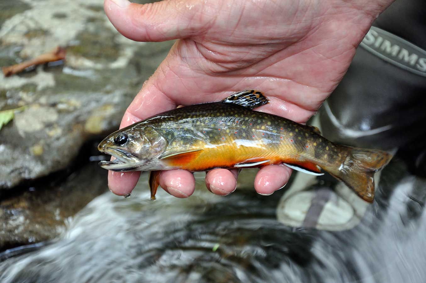 http://midcurrent.com/wp-content/uploads/2019/06/Native-Southern-Appalachian-Brook-Trout-Great-Smoky-Mountain-Natuonal-Park.jpg