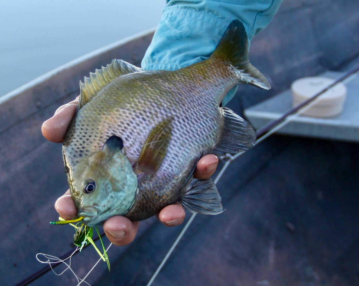 Bluegill: And All Through The House - In-Fisherman