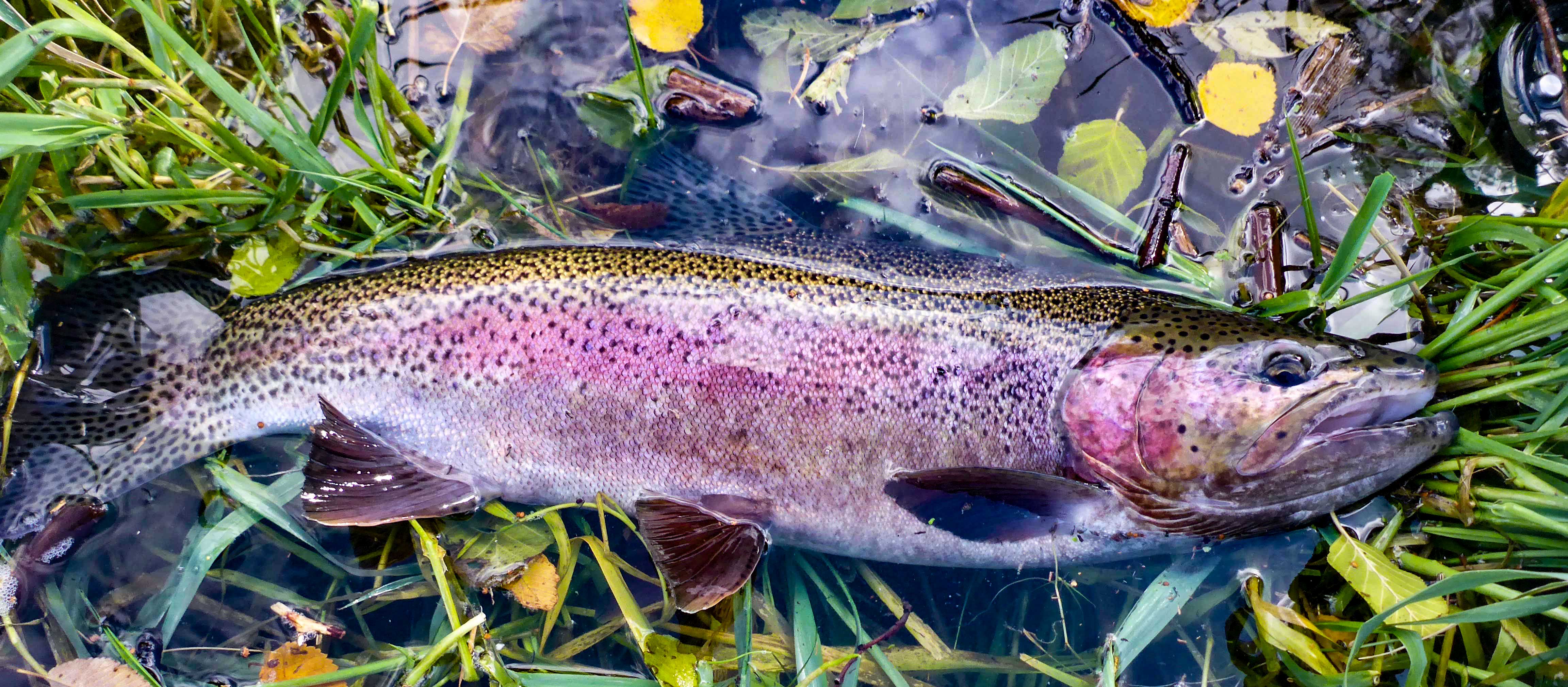 Fly Fishing Redside Trout