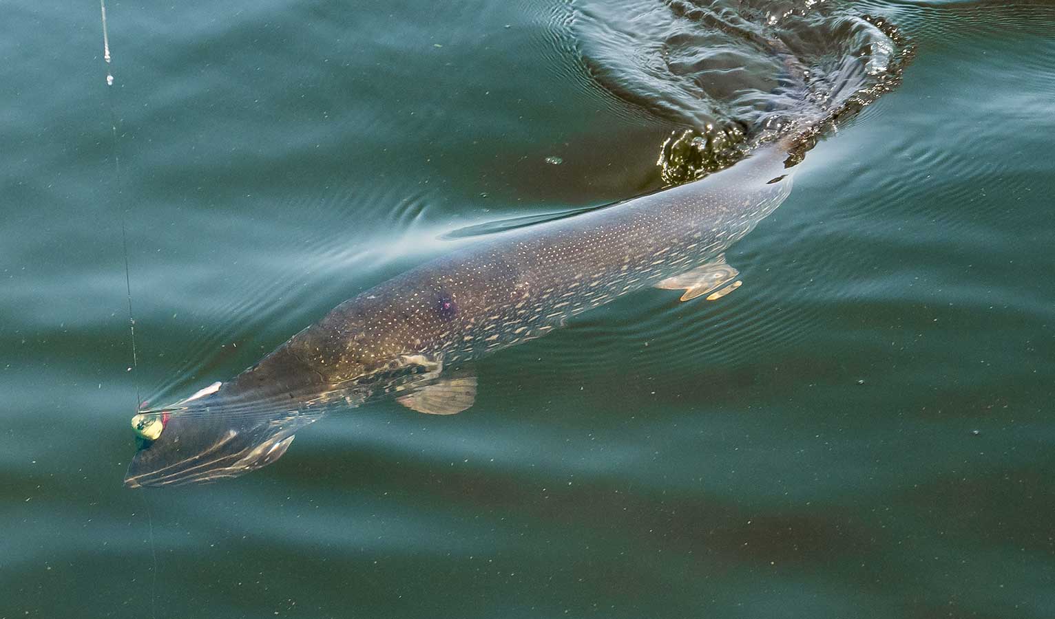 Fly Fishing for Northern Pike