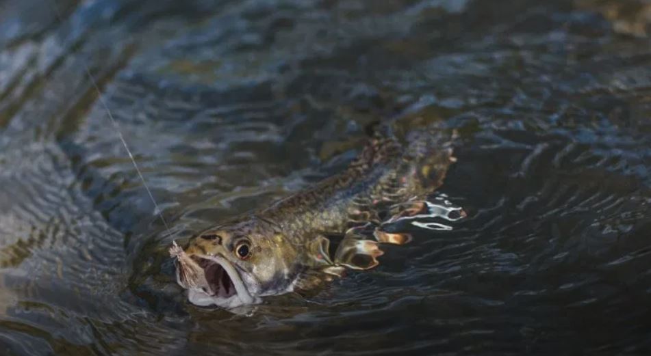 Tips For Casting To Rising Trout Midcurrent