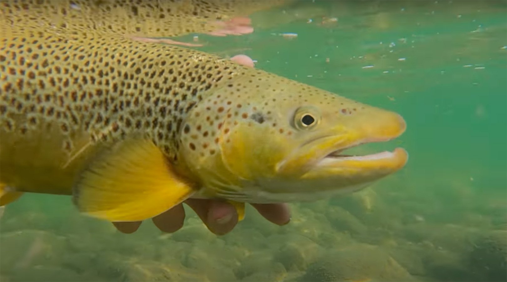 Terrestrials And Fall Brown Trout Midcurrent