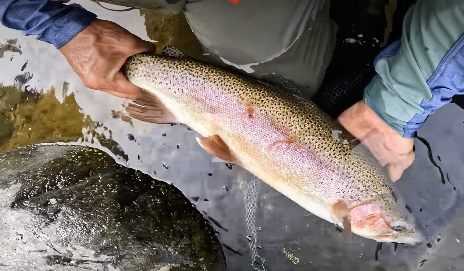 Big Streamers For Large Trout New Zealand Midcurrent