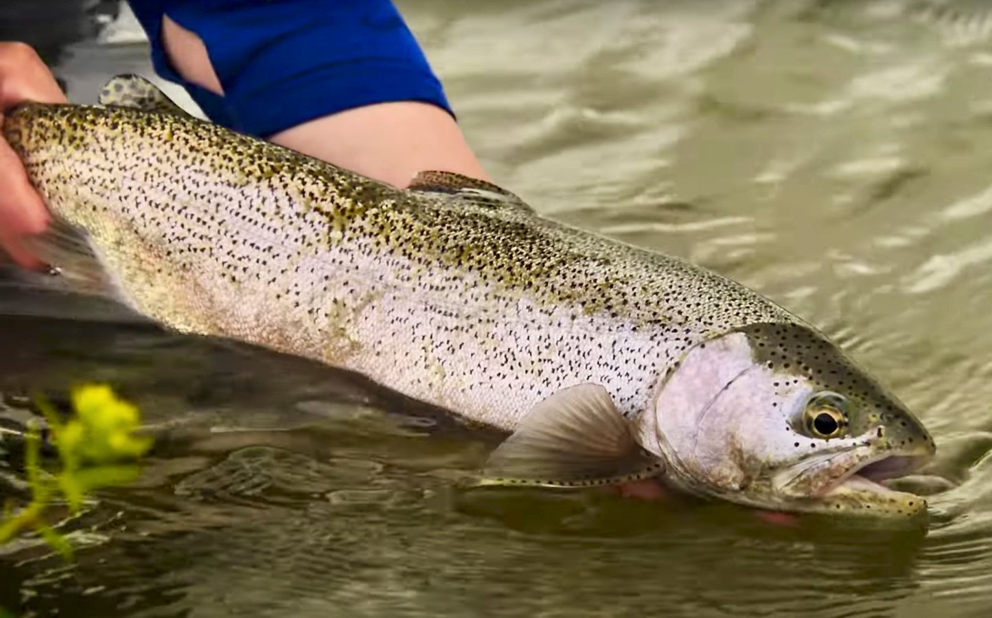 Shallow Trout In High Water Midcurrent