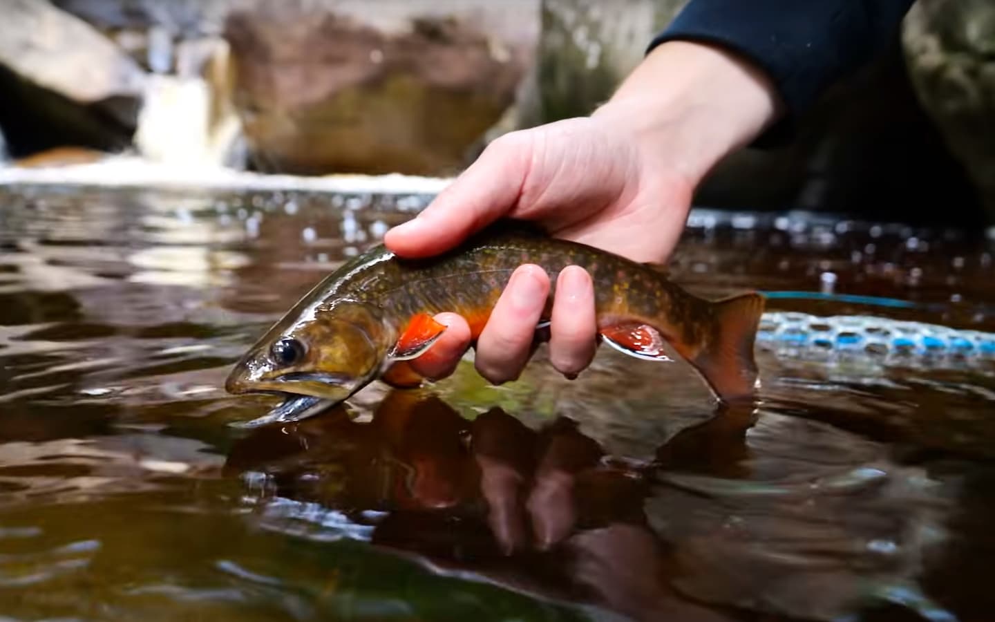 Red Water Brook Trout Midcurrent