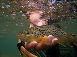 stocked_trout_250.jpg
