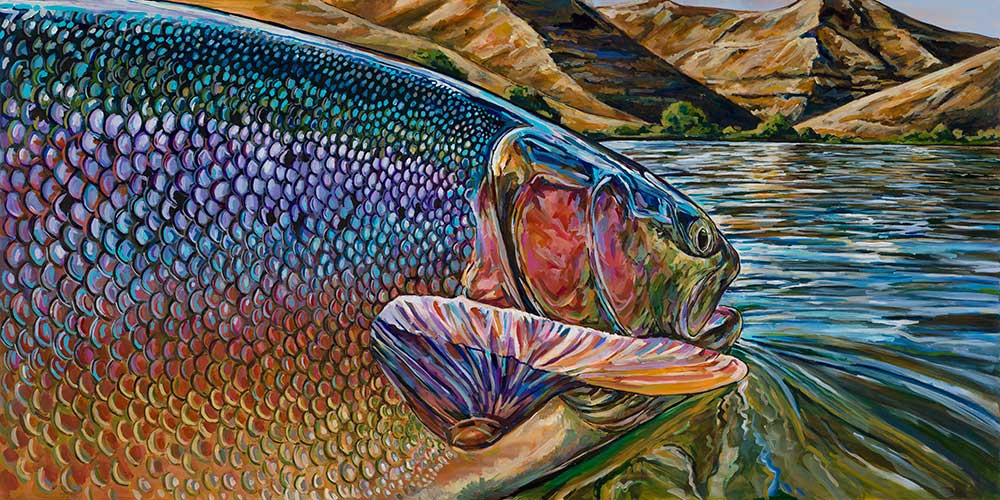 Rainbow Trout  Trout art, Fly fishing art, Fish drawings