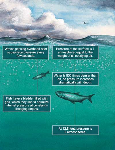 example chart depth Pressure Barometric and  MidCurrent Fishing