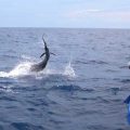 Billfish: Out of the Blue