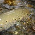 Cold War Trout: Fly Fishing the Korean DMZ Borderlands