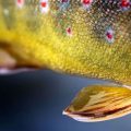How to Get Your Fly Fishing Photos Published