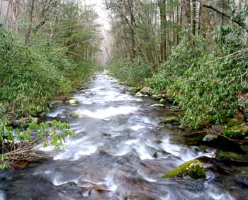 Appalachian Trout