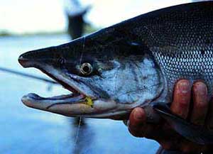 Sockeye Salmon