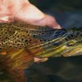 Taking High Water Trout