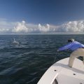 Tarpon: "Three Days in Key West"