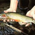 About That Hook: What Do Trout See?