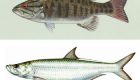 Scientists: "Tarpon Actually Smallmouth Bass" (April Fool's)