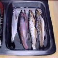 Trash Fish: Peleg Goes Fishing
