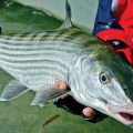 Fall Fishing in the Keys