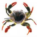 Video: Montana Fly Company's Ultra Realistic Crab Pattern