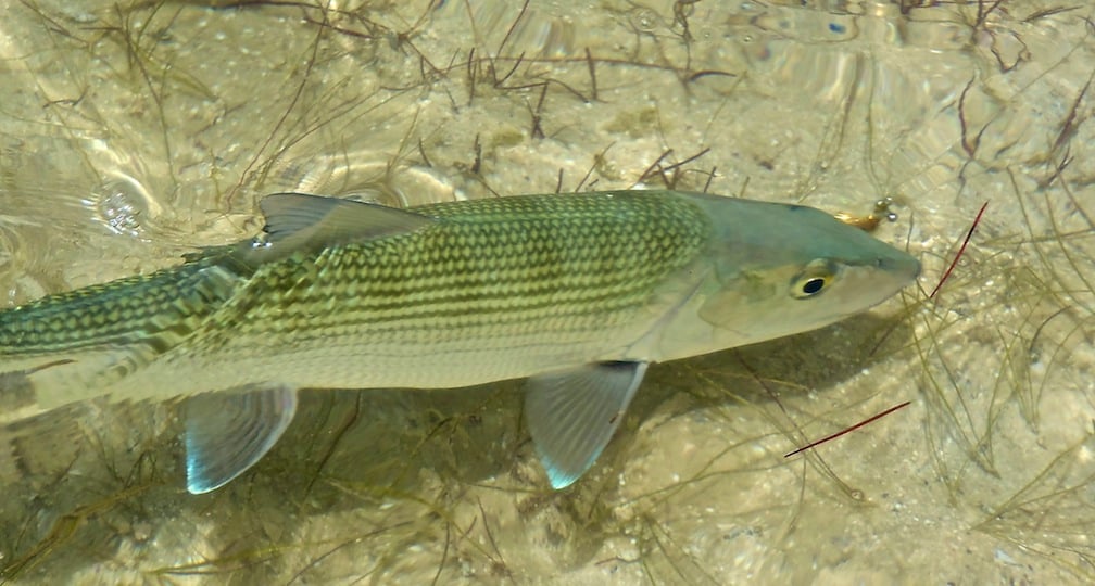 bonefish, fly fishing, Bahamas