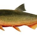 Fish Science: "The Fatty Little Fin"